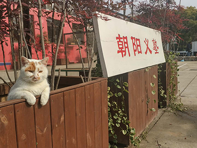 上海朝阳义塾日语特色学校校园风采