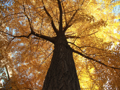 北大附中海口学校