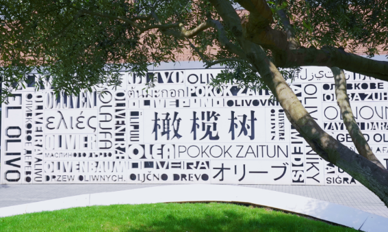 杭州橄榄树学校2024年招生信息