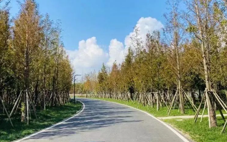 苏州中加枫华学校