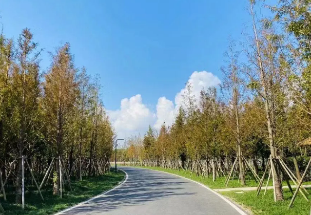 中加枫华国际学校