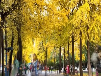 电子科技大学A-level国际课程项目校园风采