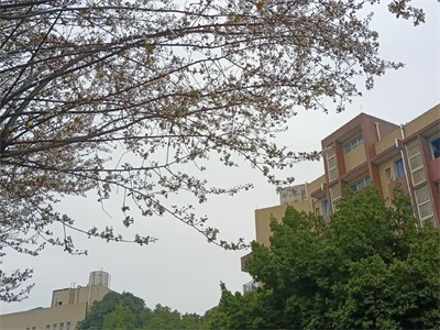 电子科技大学A-level国际课程项目校园风采