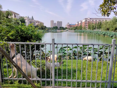 武汉枫叶国际学校校园风采