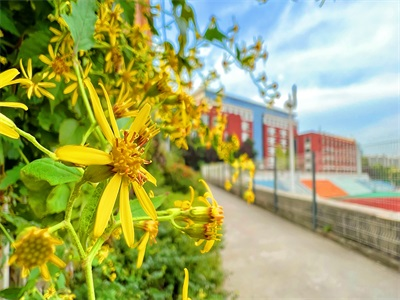西安交通大学附属中学高中部国际部校园风采
