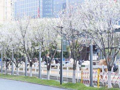 杭州橄榄树学校